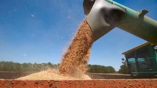 В России собрано на 10 миллионов тонн зерна больше, чем в 2012 году