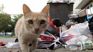 За содержание площадок по сбору мусора заплатят ставропольские муниципалитеты