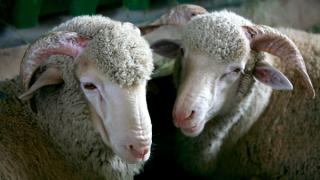 Национальный союз овцеводов ждет в гости Тимоти Паркса