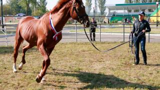 Ставрополец победил на всероссийских соревнованиях конников