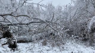 Курортный парк в Железноводске перекрыли из-за падающих деревьев