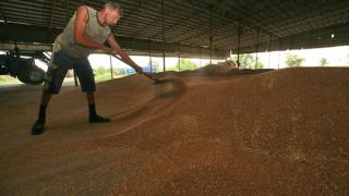 Массовая продажа зерна в Ставропольском крае еще не началась