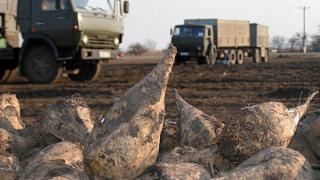 Уборка сахарной свеклы началась в Ставропольском крае