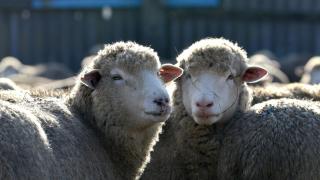 В Туркменском районе Ставрополья строится овцекомплекс
