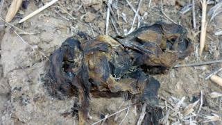 В Арзгирском районе в степи найдены сине-зеленые водоросли