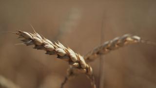 Озимая пшеница заколосились на полях в Новоселицком округе Ставрополья