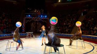 Шоу морских гигантов ждёт зрителей в Ставропольском цирке
