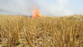 За сжигание стерни на полях сельхозпроизводители лишатся господдержки