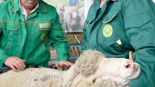 45-я выставка племенных овец в Ипатово: отрасль держится на фанатах