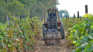 129 гектаров молодых виноградников заложено в ЗАО «Ставропольский виноград»