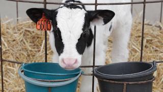 3 тонны молока в сутки может перерабатывать новое предприятие в Апанасенковском районе