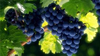 На Ставрополье началась уборка винограда