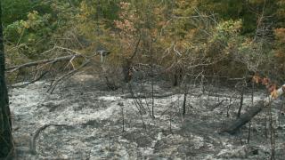 Пожарные потушили 10 гектаров стерни и лесополосу в Новоселицком районе