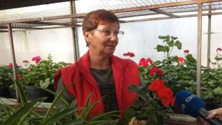 Социальный контракт помог семье из Новоалександровска в развитии тепличного хозяйства