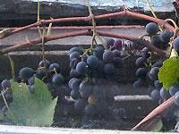 Прищипните виноград