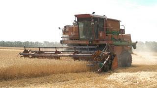 Валовый сбор зерна на Ставрополье превысил 5,6 млн. тонн