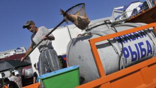 Эпизоотическое обследование рыболовецких хозяйств проводится на Ставрополье
