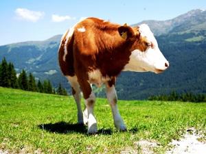 В Кабардино-Балкарии многодетные семьи получают коров