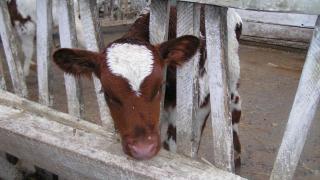 Зимовка крупного рогатого скота в Кочубеевском районе проходит успешно