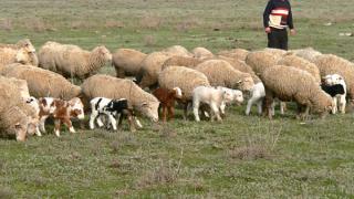 Опытом ведения овцеводства и козоводства делились ставропольцы в Москве