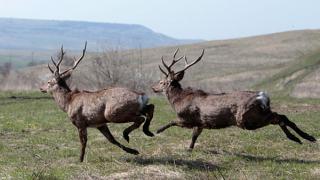 12 оленей выпустили на волю в природном заказнике «Лесная дача» Ипатовского округа