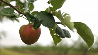 Ставрополье закладывает экспериментальный яблоневый сад в МГУ