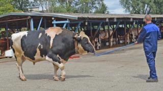 Вопросы воспроизводства стада крупного рогатого скота обсудили на совещании в Невинномысске