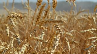 На Ставрополье четыре хозяйства завершили уборку зерновых
