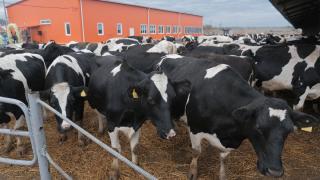 В Шпаковском округе Ставрополья активно развивают семейные животноводческие фермы