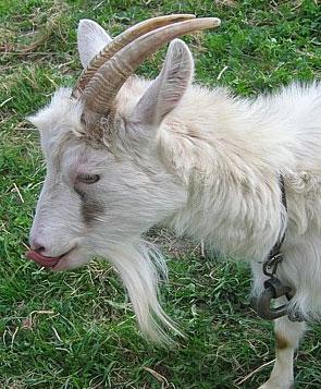 Похититель козы задержан опергруппой на хуторе Базовый