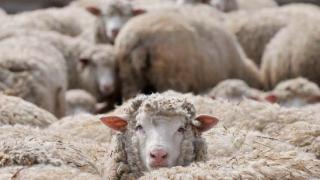 В Ипатовском районе состоялось краевое совещание по проблемам овцеводства