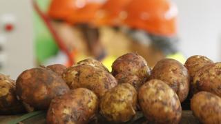 Сбор овощей и картофеля в самом разгаре в Ставропольском крае