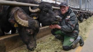 На Ставрополье появится новый вид агротуризма с буйволами
