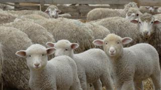 На Ставрополье 61 год назад вывели северокавказскую породу овец