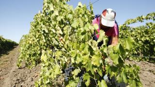 Виноградари Ставрополья завершили весенние полевые работы