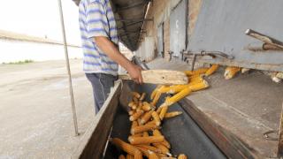 Уборку кукурузы на зерно ведут хозяйства Ставрополья