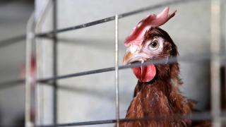 Белоруссия временно запретила ввоз курятины из Ставрополья