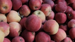 Урожай яблок на Ставрополье больше прошлогоднего в полтора раза