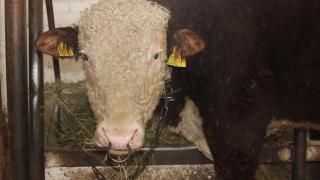 Будем с мясом и молоком: как на Ставрополье поддерживают генофонд рогатого скота