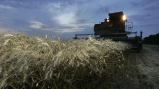 Ставрополье завершает уборку зерновых