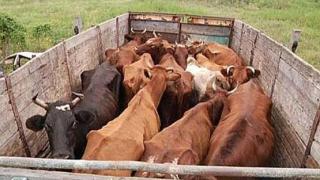 Ветеринарная служба на Ставрополье выявляет случаи незаконной перевозки и содержания скота