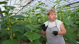 Помидоры и огурцы теперь выращивают и в теплицах «Элит» Левокумского района
