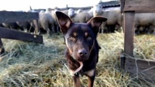 Пастушьих собак – австралийских келпи – успешно разводят в Ставрополе