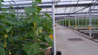 Площади теплиц для овощей на Ставрополье увеличены на 30 гектаров в 2014 году