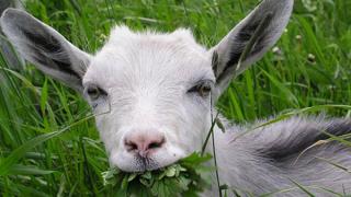 Новая ферма по разведению коз создается в Кировском районе Ставрополья