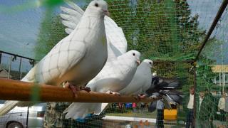Выставка голубей, декоративных птиц и животных прошла в Дивном