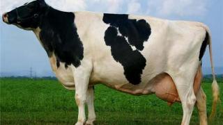 Первая партия голландских коров голштино-фризской породы поступила на Ставрополье