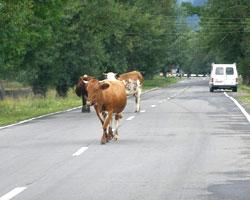 Коровы на дороге