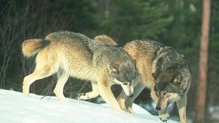 Пять фактов о волках