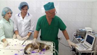 Будущие ветеринары проходят практику в Пятигорской станции по борьбе с болезнями животных